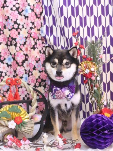 20250129ふうくん